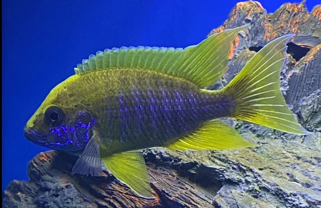 3-pack of Lemon Jake Peacock Cichlid Aulonocara sp. size 1-1.5 inch lake Malawi