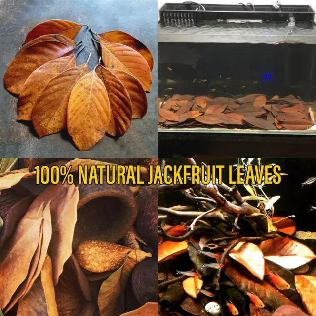 Jack Leaves  Dried JackFruit Organic Bio Film Shrimp Aquarium Hi Quality