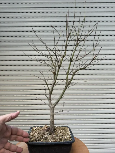 Acero Palmato Atropurpureo Prebonsai - Bonsai da seme