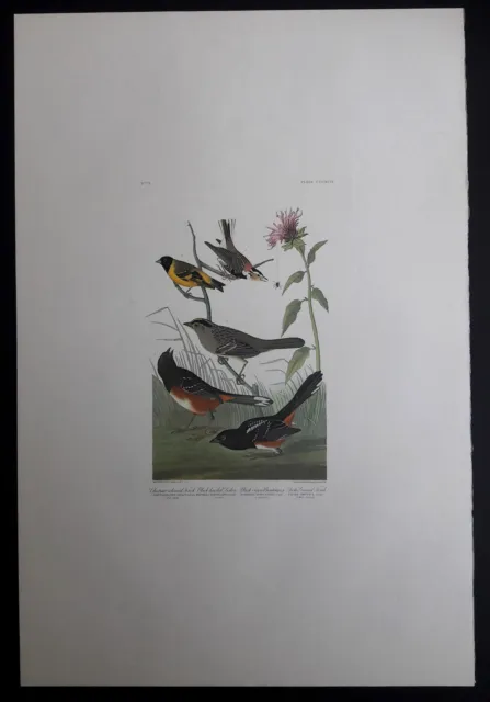 Audubon's Double Elephant Folio "394-Chestnut-colored Finch " Amsterdam Edition