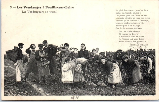 58 POUILLY SUR LOIRE - les vendanges - vendangeurs au travail