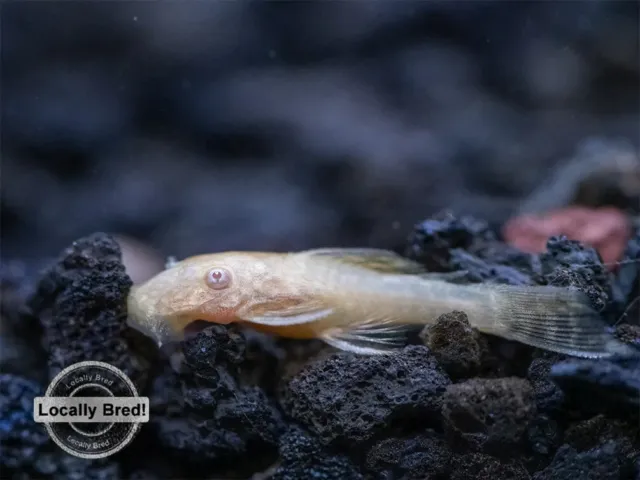 1 Juvenile Albino Bristlenose Pleco - LIVE FRESHWATER TROPICAL FISH