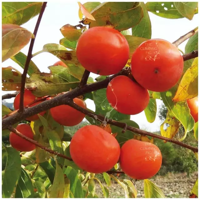 Diospyros Sugar Plum Persimmon Seeds. Heavy yielding variety & large fruit