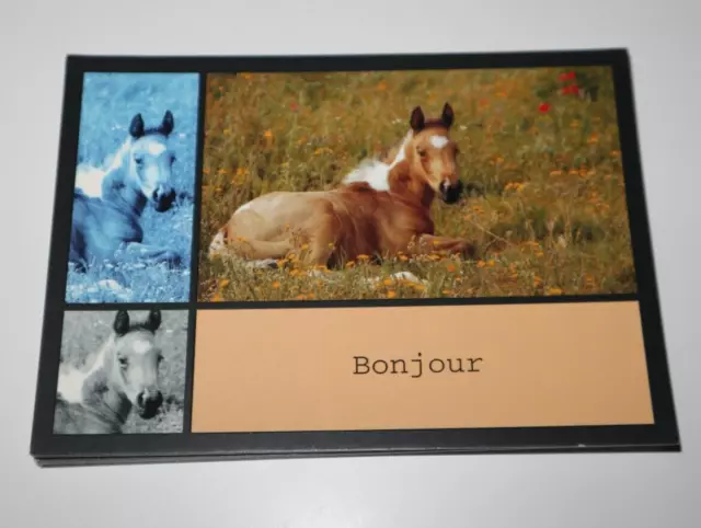 Lot of 15 10 x 15cm Postcard Message Hello Horse Country Postcard