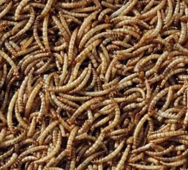 Fresh Dried Mealworms Protein Rich Supplement for Birds Reptiles and amphibians