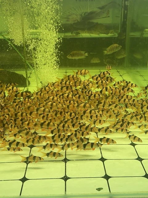 Live 2 inch Clown Loach Pack of 5 NO SHIPPING!!!! PICKUP ONLY!!!!