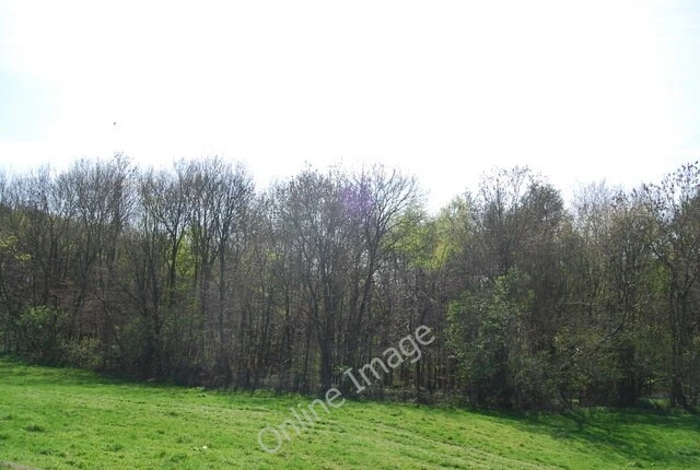 Photo 6x4 Derby Wood French Street  c2011