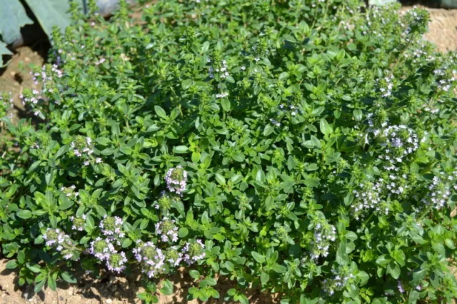 100 Semillas Tomillo de Hoja ancha, Serpol silvestre (Thymus pulegioides) seeds