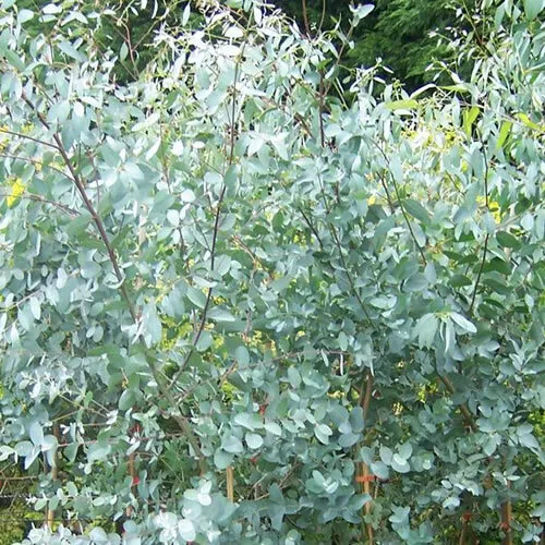 1 X Eucalyptus 'Gunnii' Cider Gum Evergreen Tree Hardy Garden Plant In Pot
