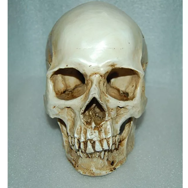Magideal Lifesize 1:1Human Skull Replica Resin Model Anatomical Medical Skeleton 3