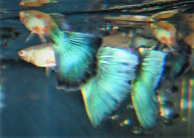1 TRIO AMERICAN BLUE DELTA GUPPY 2-3 mo old + 6 fry/juvi  Beautiful colors