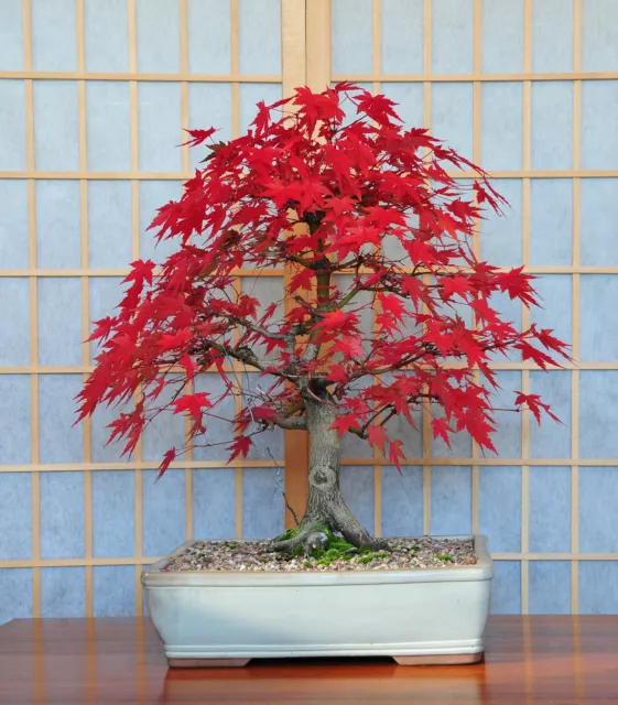 Bonsai Tree POSTCARD Japanese Maple Acer Steve Greaves Art Photo Card Red Leaf