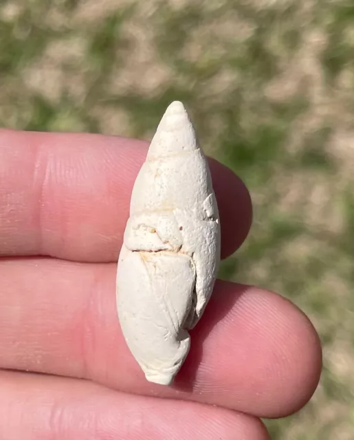 France Fossil Gastropod Mitra burguetiana Miocene Age Shell