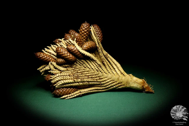 Raphia farinifera tropical centroáfrica palmera reciente frutos secos especie