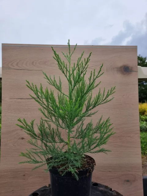 1 X Mammutbaum 60-80 cm im 3 Liter Topf Sequoiadendron giganteum  Bergmammutbaum 2