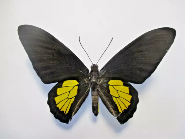 Entomology Papilionidae Troides Criton Criton Male Halmahera