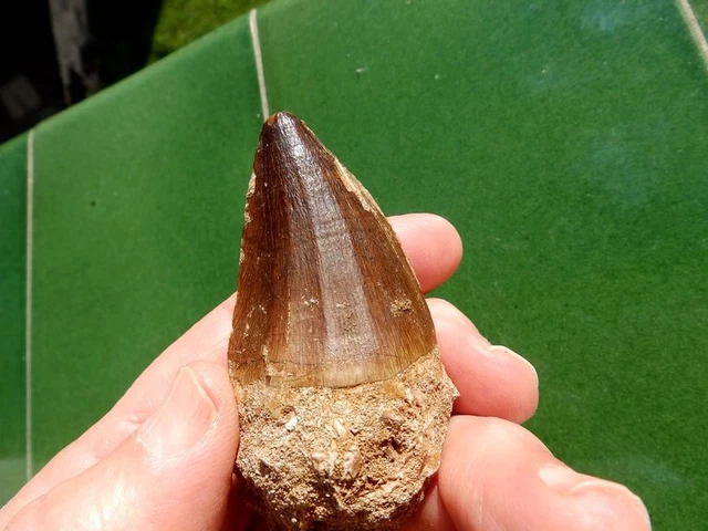 Fosiles " Grandioso Y Precioso Diente De Prognathodon De Marruecos  -  2A23 "
