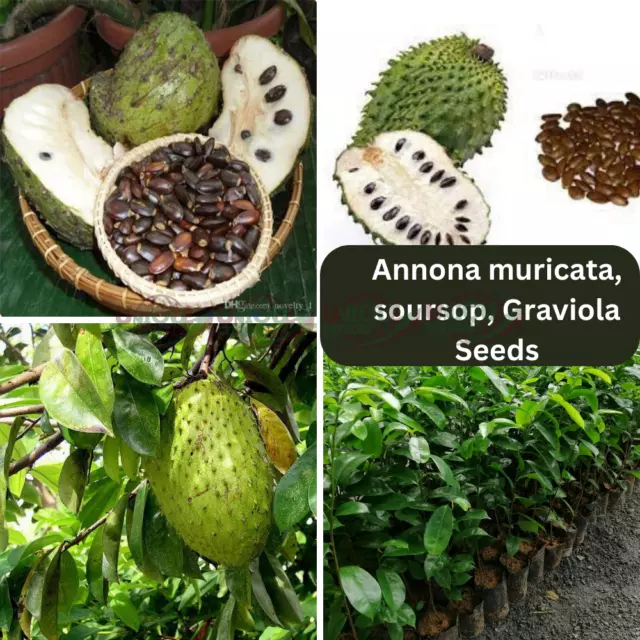 Soursop 1500+ Seeds, Annona muricata Guanabana Graviola Fruit Hight Seeds Ceylon