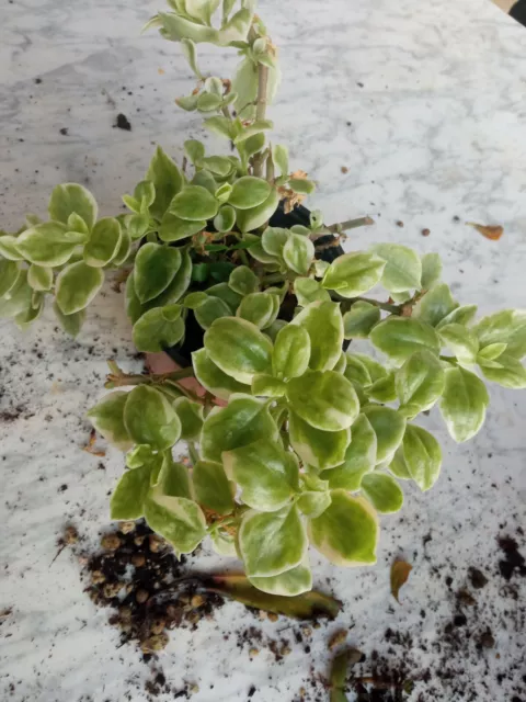 Aptenia Cordiflora Variegata Jaune Et Blanc Plante 5-8 CM