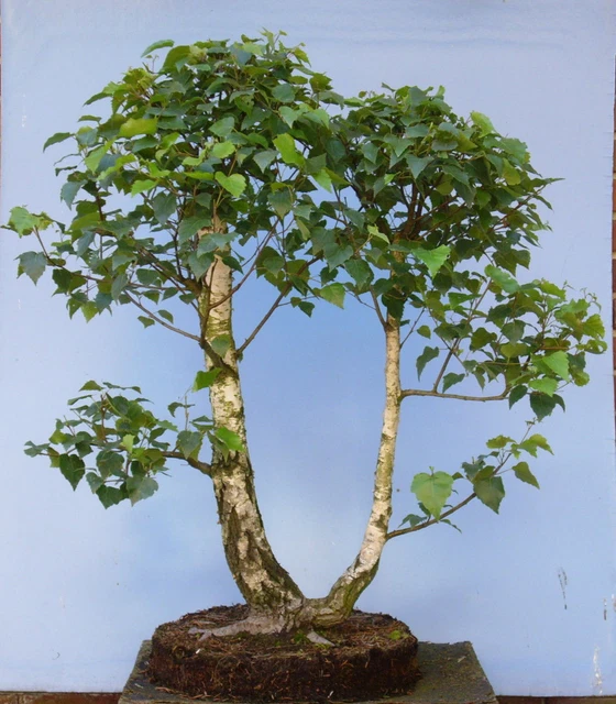 heiliger bambus obsessed Heiliger Bambus Sunset Boulevard® - Nandina domestica sunset boulevard ® main image 0
