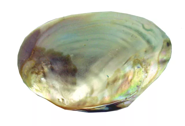 Conchiglia Abalone Madreperla Cm. 12,4 2