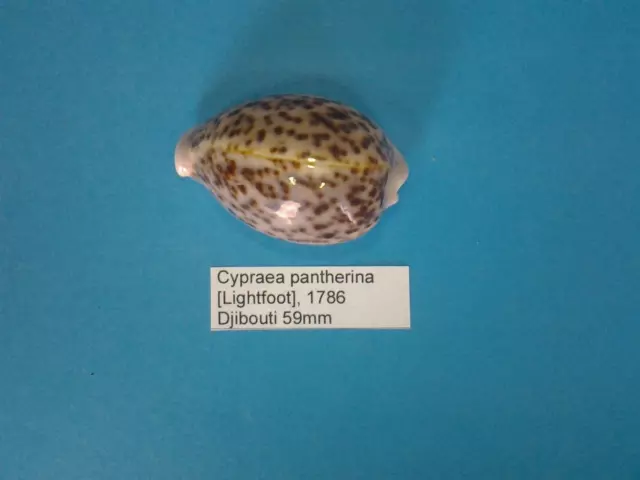 cypraea pantherina coquillage