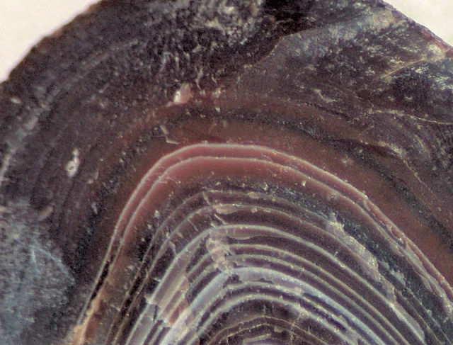 Botswana banded agate 4.4 oz lapidary nodule - great banding!