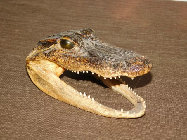 6" Long Real Alligator Head Desk Display Paperweight