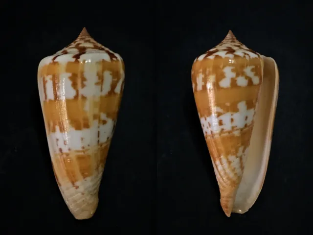 Conus janus, Nacala Bay, Mozambique, 70,1 mm, GREAT AND SELECTED