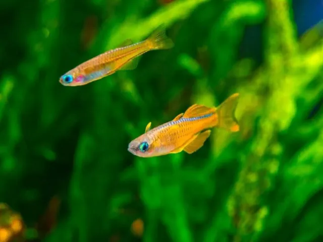 Red Neon Blue Eye Rainbowfish luminatus (pack of 3)