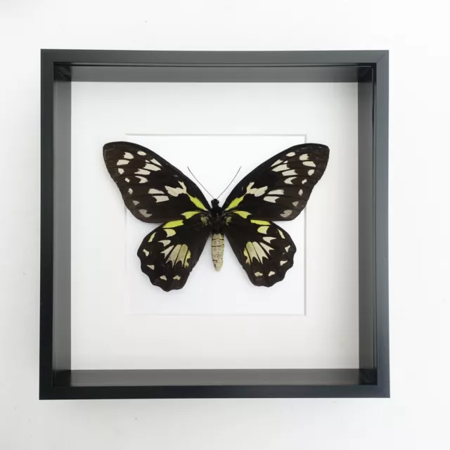 Ornithoptera Victoriae, Queen Victoria's butterfly, female, framed 8" x 8" 2