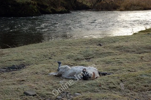 Photo 6x4 Flood victim by the River Tweed Peebles/NT2540 A dead sheep on c2009
