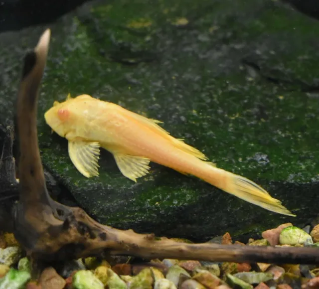 Live Red Eye Albino Pleco (3" Tropical Aquarium Fish) *PLS READ DESCR* 3