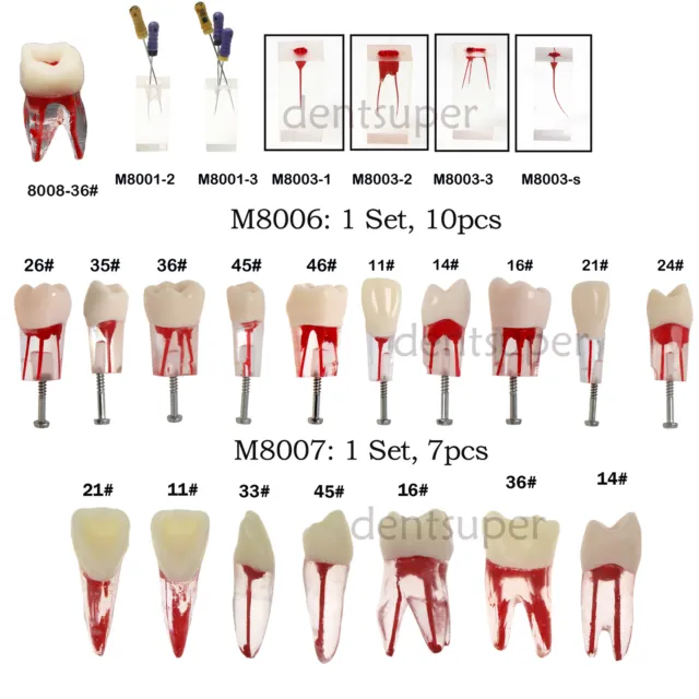 10Pcs Dental Root Canal Study Teeth Model for Endodontic Rotary Files Practice