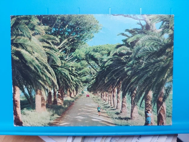 Marina Di Castagneto Carducci Donoratico Viale Delle Palme Animata Viagg. 1973