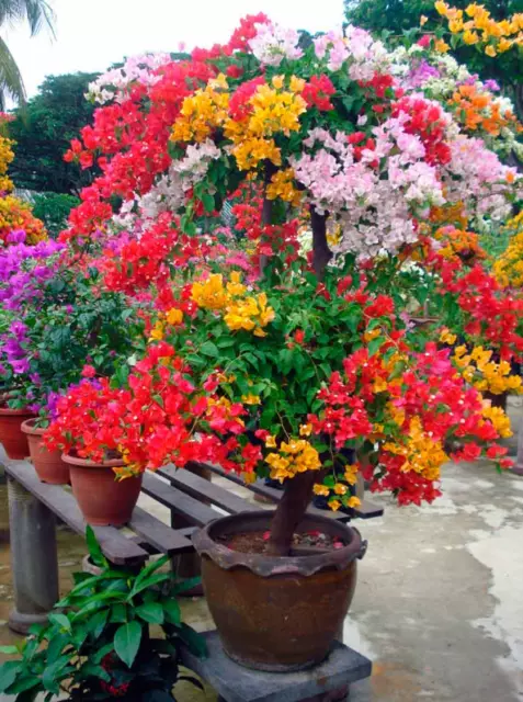 100PCS Semillas Bougainvillea Mix-color Spectabilis Willd Bonsai Flores...