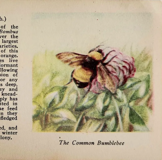 1927 Bumblebee & Click Beetle Insect Print 2 Sided 1st Edition 3.25x5" Antique
