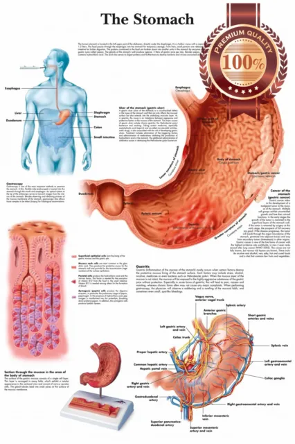 The Stomach Medical Diagram Chart Informational Anatomy Print Premium Poster