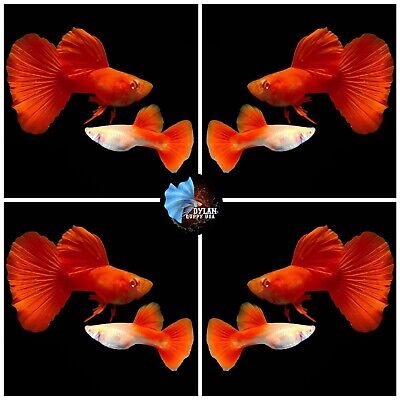1 PAIR - Live Aquarium Guppy Fish High Quality- Albino Full Red BDS - USA SELLER