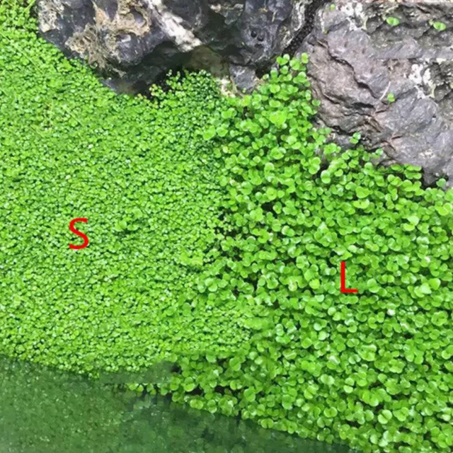 Aquarium Plant Seeds Fish Tank Aquatic Water Grass  Clean Foreground Easy Plants 3