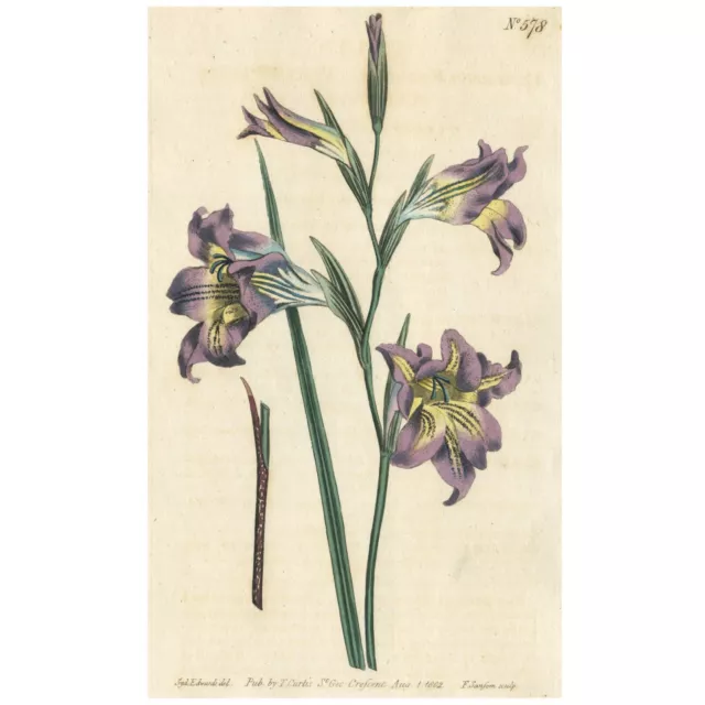 Rare 1802 Curtis Engraving No. 578 GLADIOLUS RECURVUS, VIOLET-SCENTED CORN-FLAG