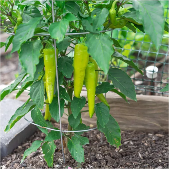 Capsicum SWEET BANANA 10 Seeds PEPPER spring vegetable garden open pollinated