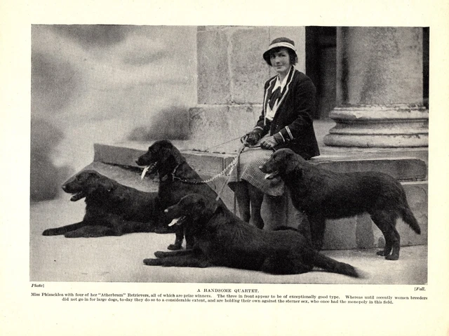 1930s Vintage Flat Coated Retriever Print Atherbram Kennels Retrievers 5069f