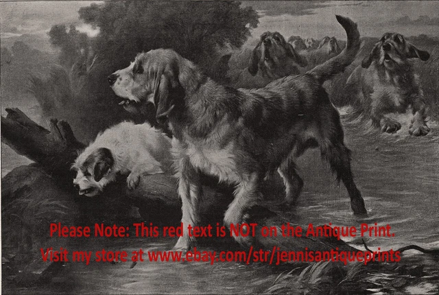 Dog Otterhound Pack Hunting Otters, Rare View 1890s Antique Print & Article