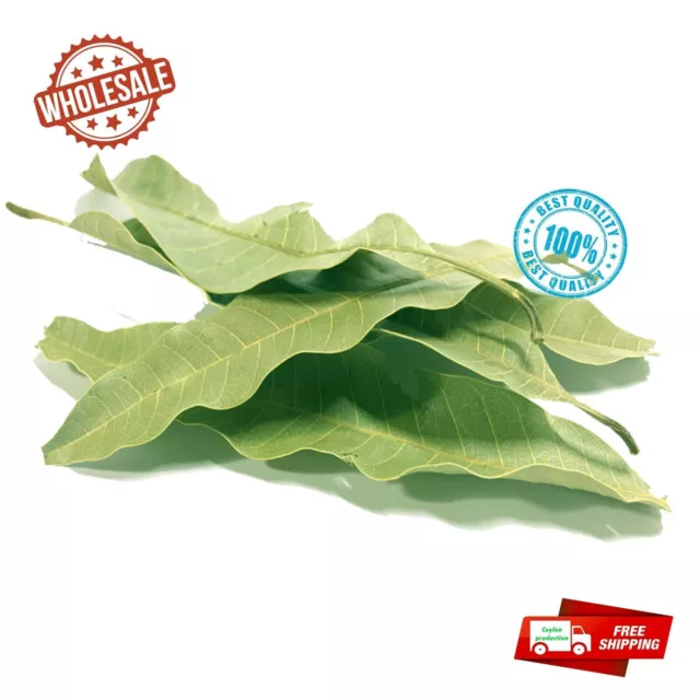 Mango seco hojas enteras orgánico para té hecho en casa 100% ceilán puro...