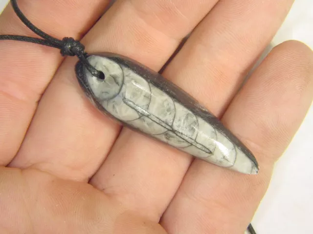 BUTW Orthoceras Nautiloid 48.9mm Fossil Pendant Necklace Jewelry with Cord 1666E