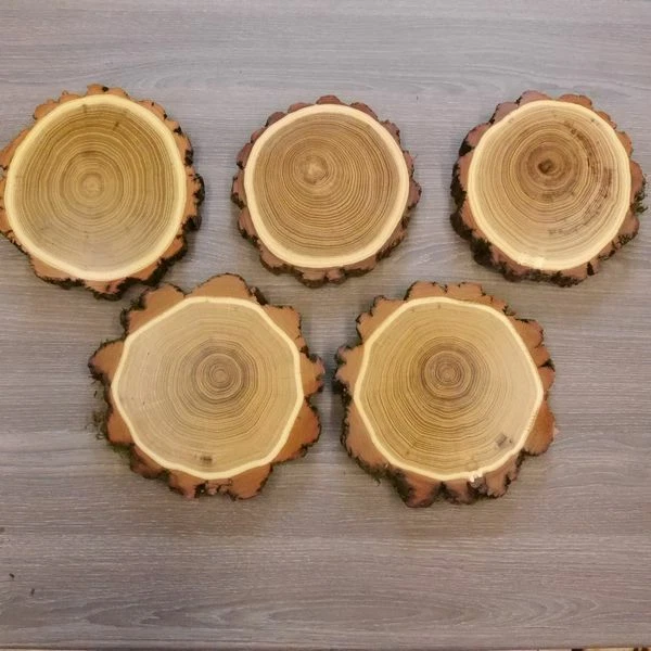 5 Pieza Acacia Jabalí Escudo de Trofeo Placa Brett Jabalí Baumscheibe Nuevo