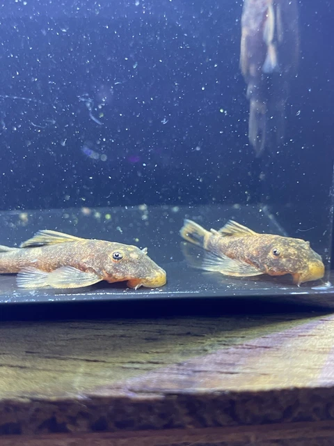 super red calico bristlenose pleco 1”-1.25” (read description) 2