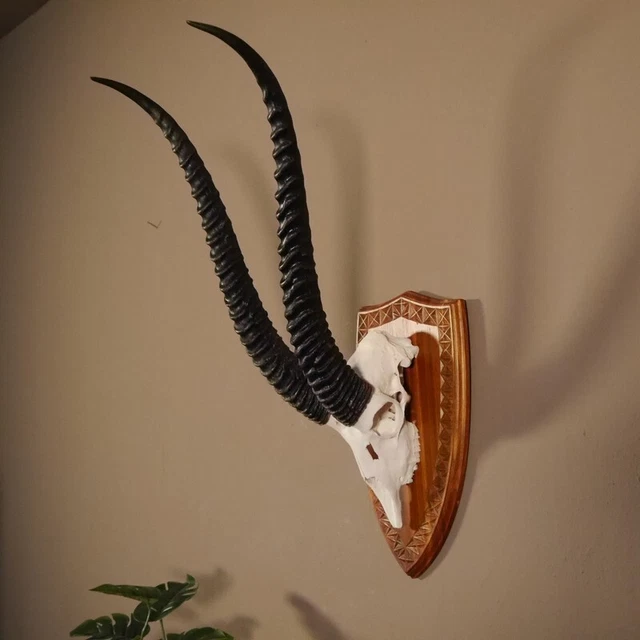 Grant - Gacela Trofeo de Calavera Con Toda Nariz Upper Jaw Hl 57 CM En Placa
