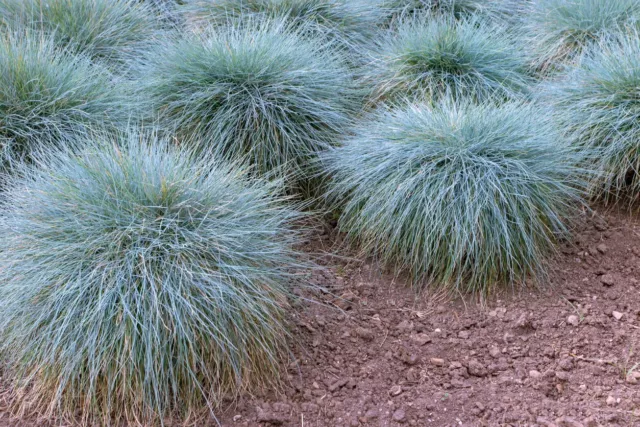 LANDSCAPING GRASS Fescue 'Blue Varna 100 seeds drought + shade tolerant garden